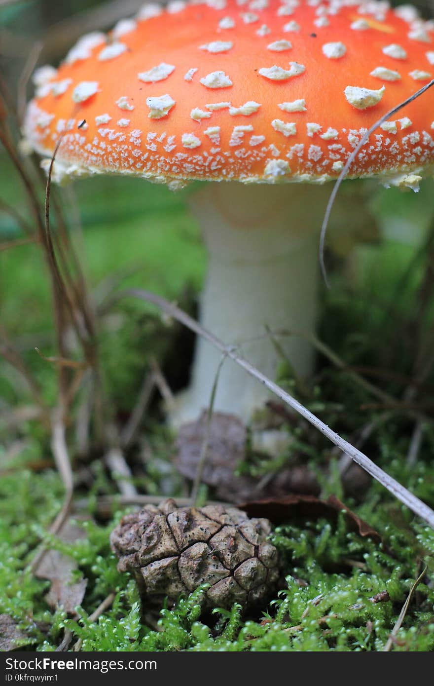 Mushroom, Agaric, Fungus, Bolete