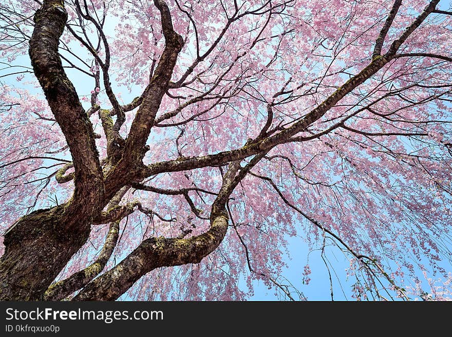 Tree, Branch, Woody Plant, Pink