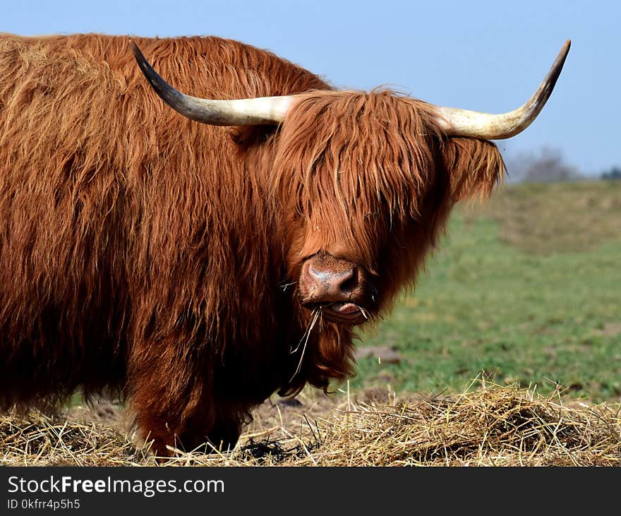 Horn, Cattle Like Mammal, Highland, Wildlife