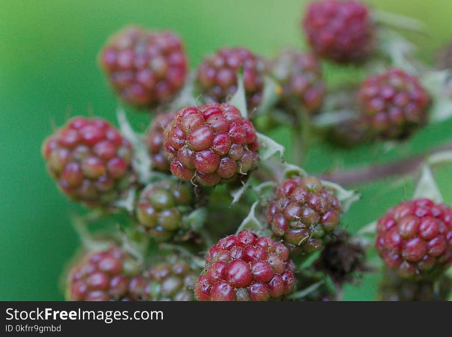 Berry, Boysenberry, Blackberry, Raspberries Blackberries And Dewberries