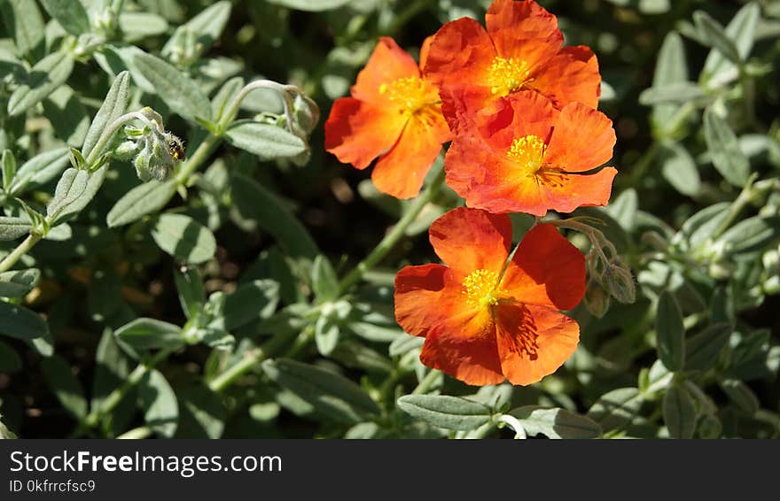 Flower, Plant, Wildflower, Flowering Plant