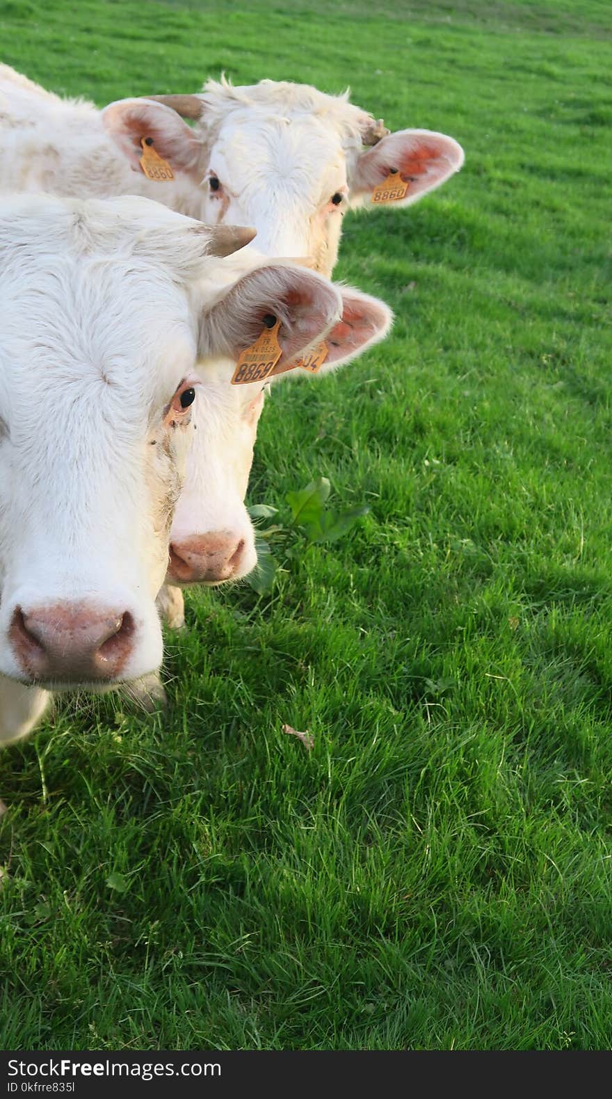 Cattle Like Mammal, Grass, Pasture, Fauna