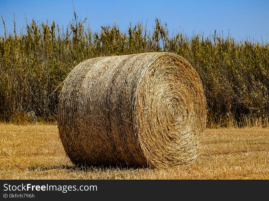 Hay, Field, Straw, Agriculture