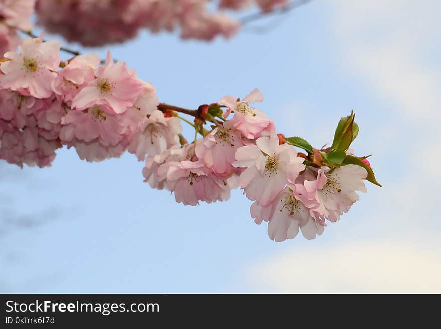 Blossom, Flower, Pink, Cherry Blossom