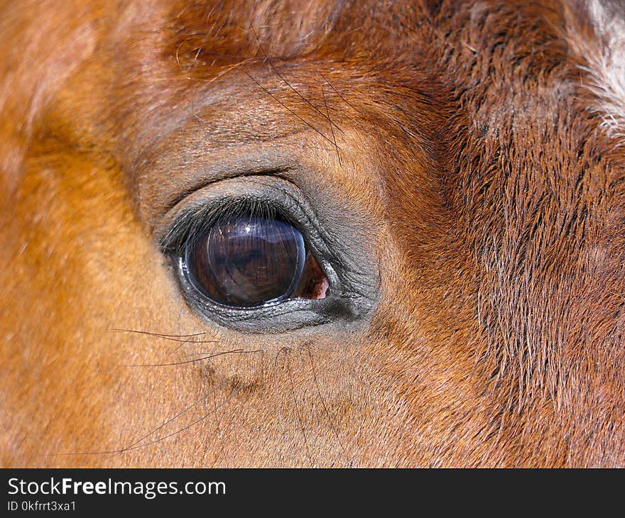 Eye, Fauna, Nose, Close Up