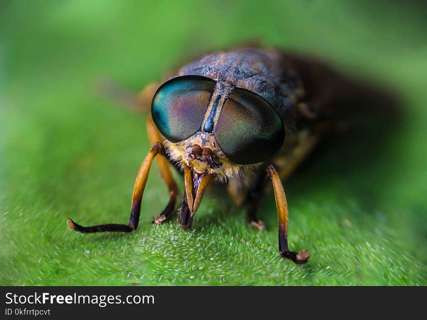 Insect, Close Up, Macro Photography, Photography