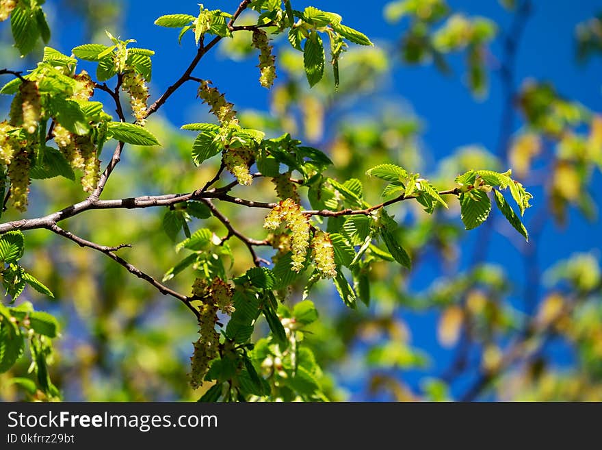 Tree, Leaf, Branch, Plant