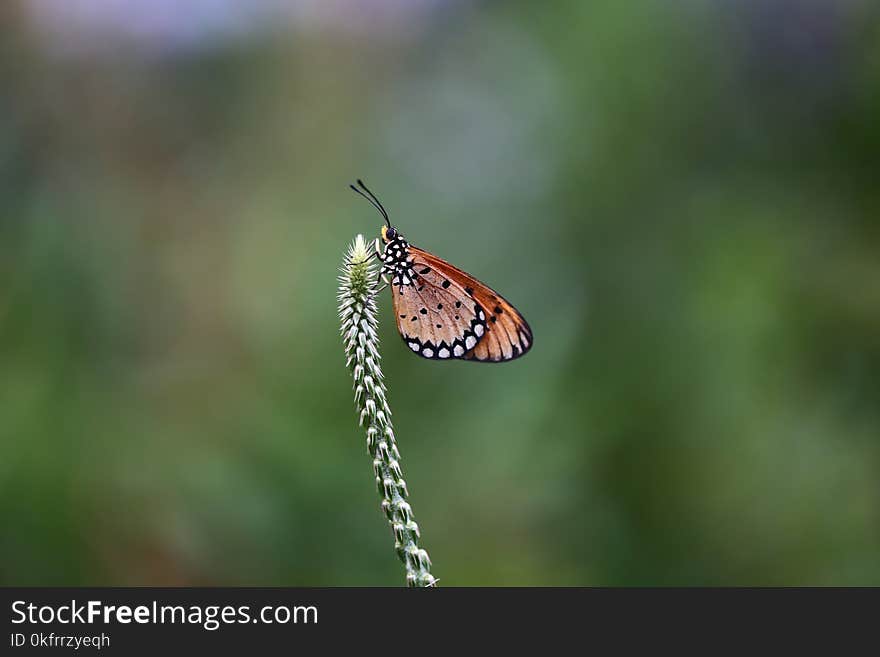 Butterfly, Insect, Moths And Butterflies, Lycaenid