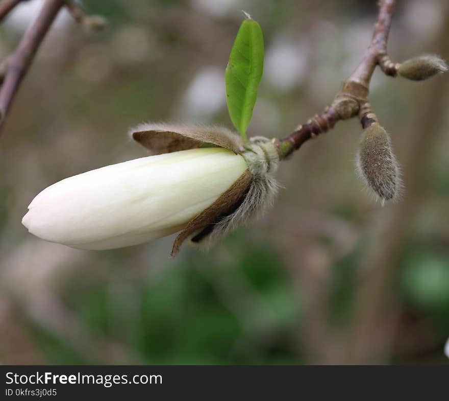 Flora, Plant, Bud, Branch