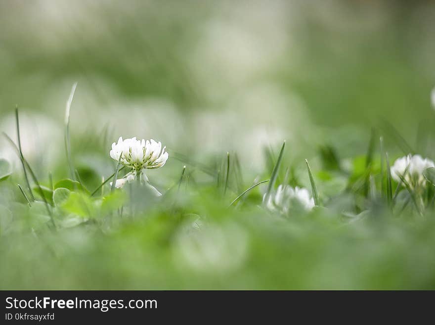 Flower, Grass, Flora, Close Up