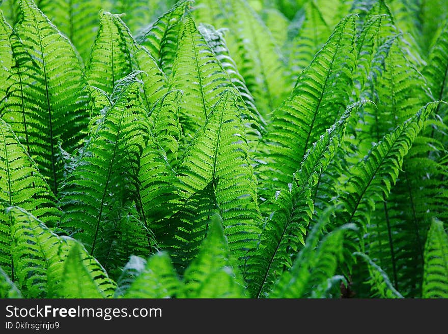 Ostrich Fern, Plant, Vegetation, Ferns And Horsetails