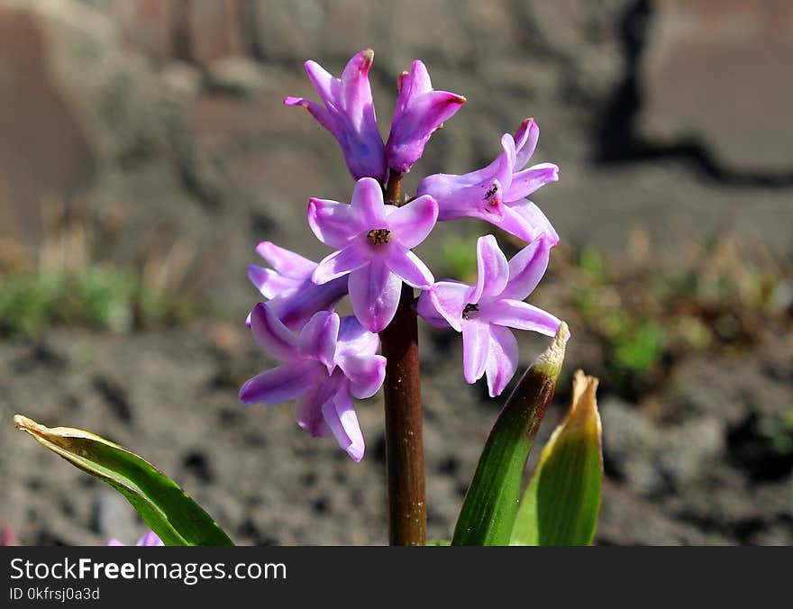 Flower, Plant, Flora, Flowering Plant