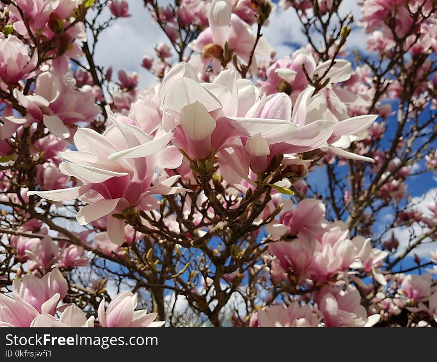 Flower, Plant, Flowering Plant, Pink