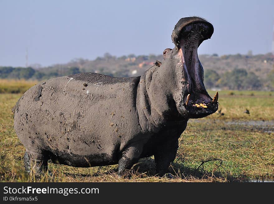 Wildlife, Terrestrial Animal, Fauna, Hippopotamus