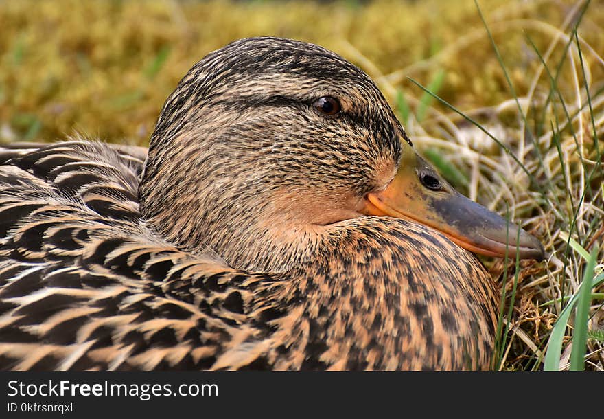 Bird, Duck, Beak, Mallard