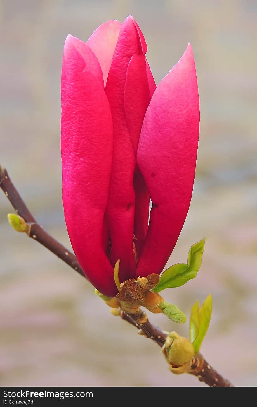 Flower, Flowering Plant, Plant, Pink