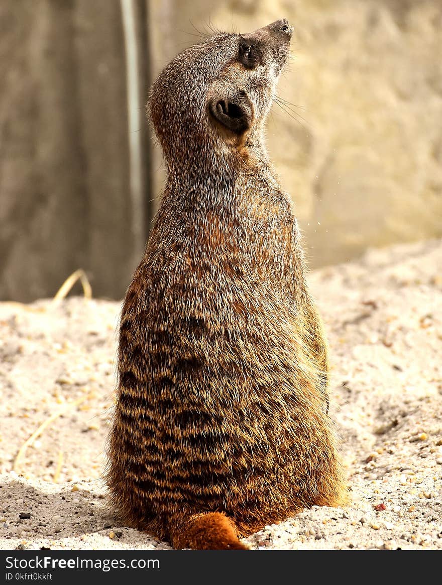 Meerkat, Mammal, Terrestrial Animal, Fauna