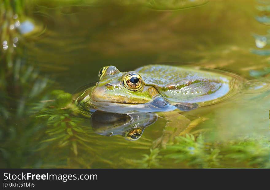 Ranidae, Water, Amphibian, Frog