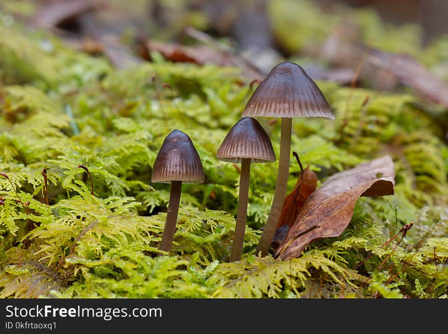 Fungus, Mushroom, Auriculariaceae, Vegetation