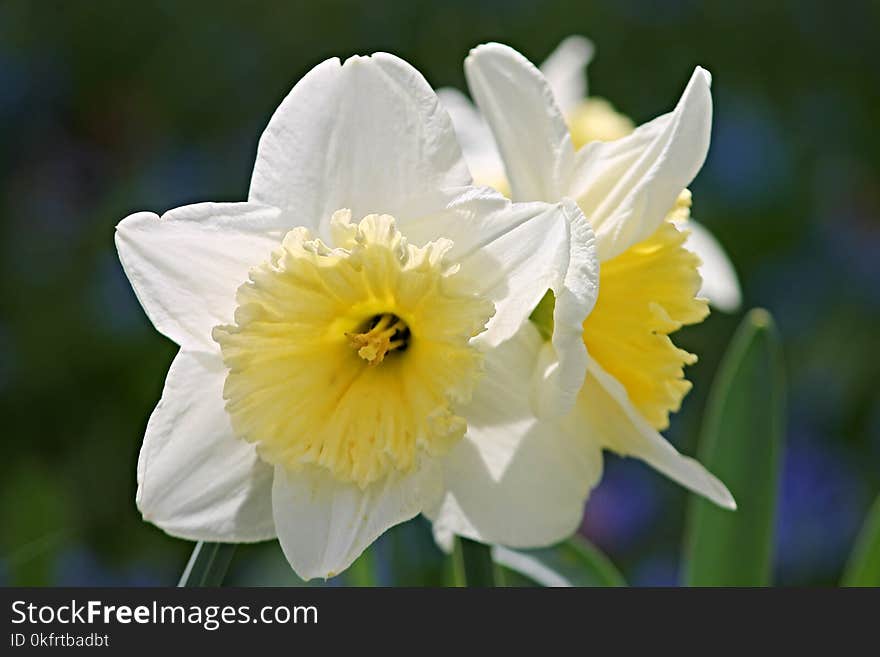 Flower, Yellow, Flowering Plant, Plant