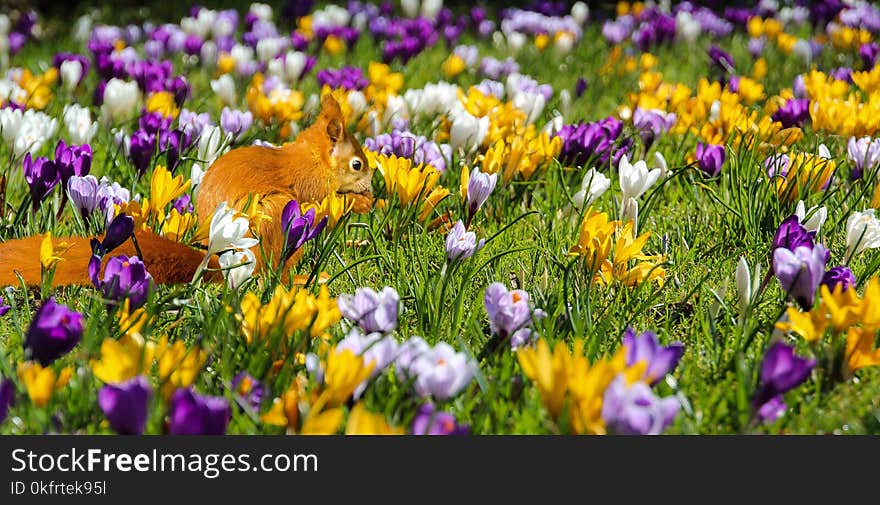 Flower, Crocus, Plant, Flowering Plant