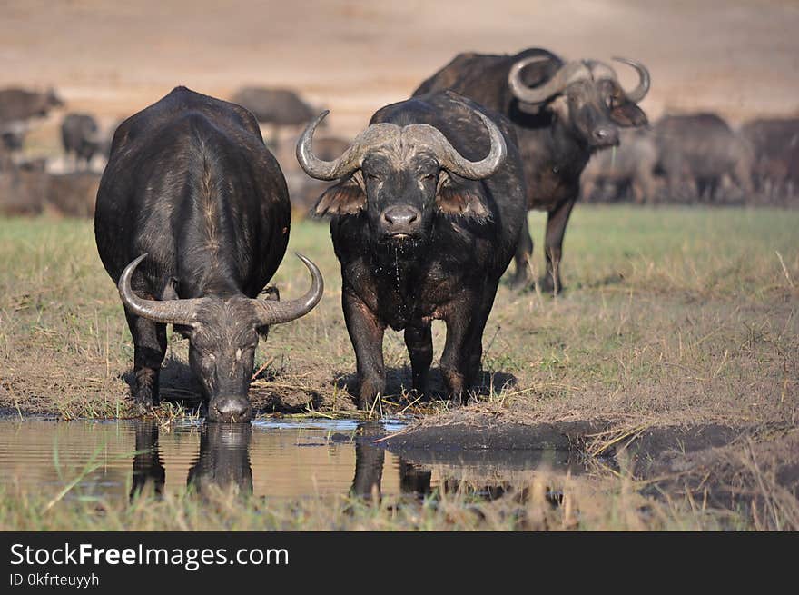 Wildlife, Water Buffalo, Cattle Like Mammal, Terrestrial Animal