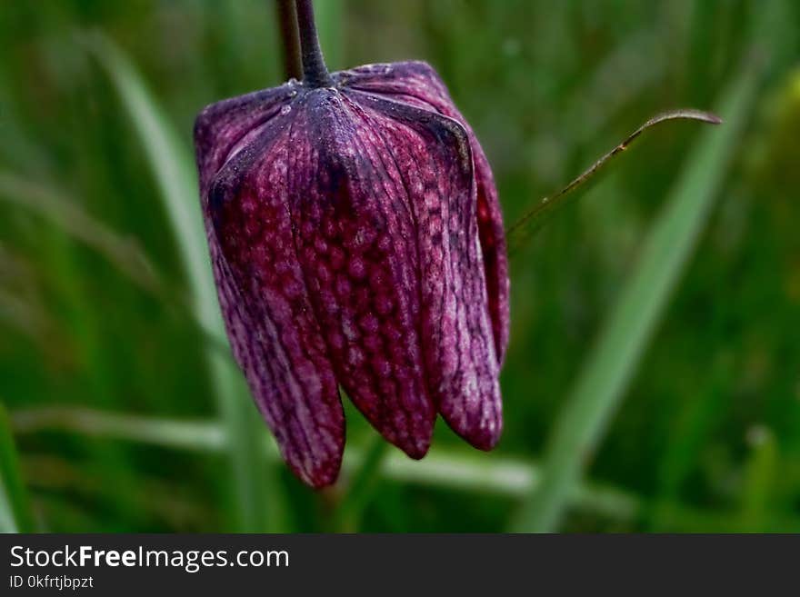 Flower, Snake's Head, Fritillaria, Plant