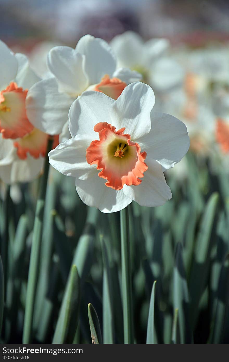 Flower, Plant, Flowering Plant, Flora