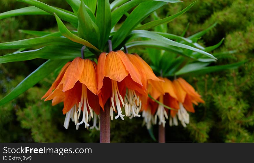 Flower, Plant, Crown Imperial, Fritillaria