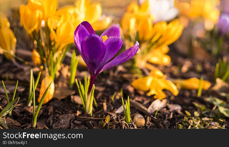 Flower, Crocus, Plant, Flowering Plant