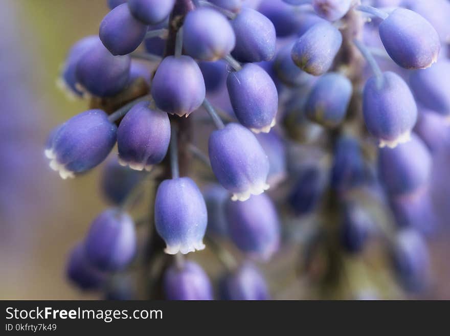 Blue, Flower, Purple, Flora