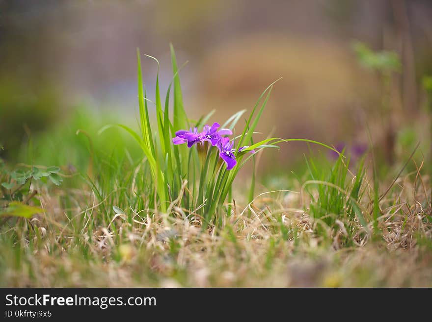 Flower, Plant, Flora, Spring