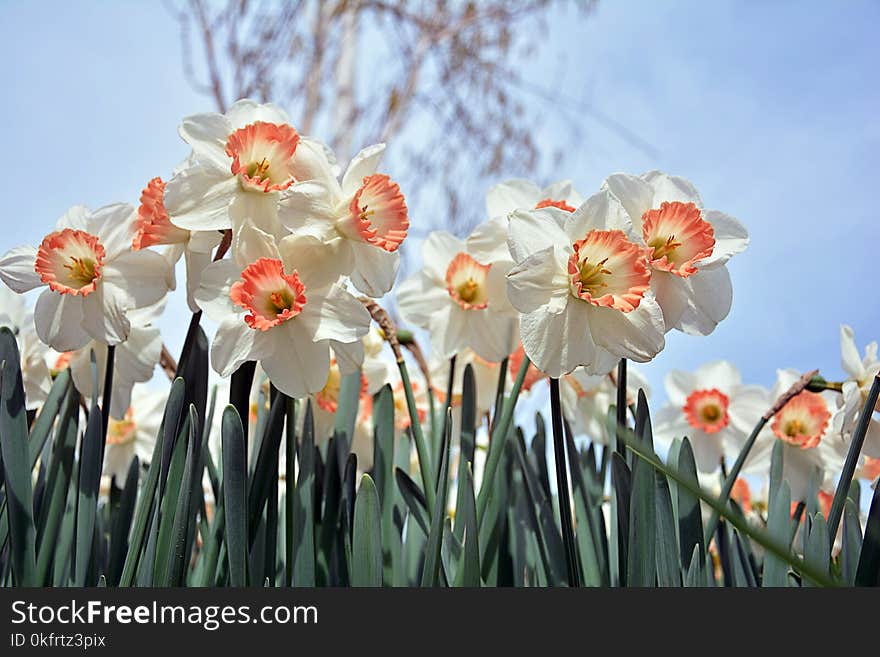 Flower, Plant, Flowering Plant, Spring