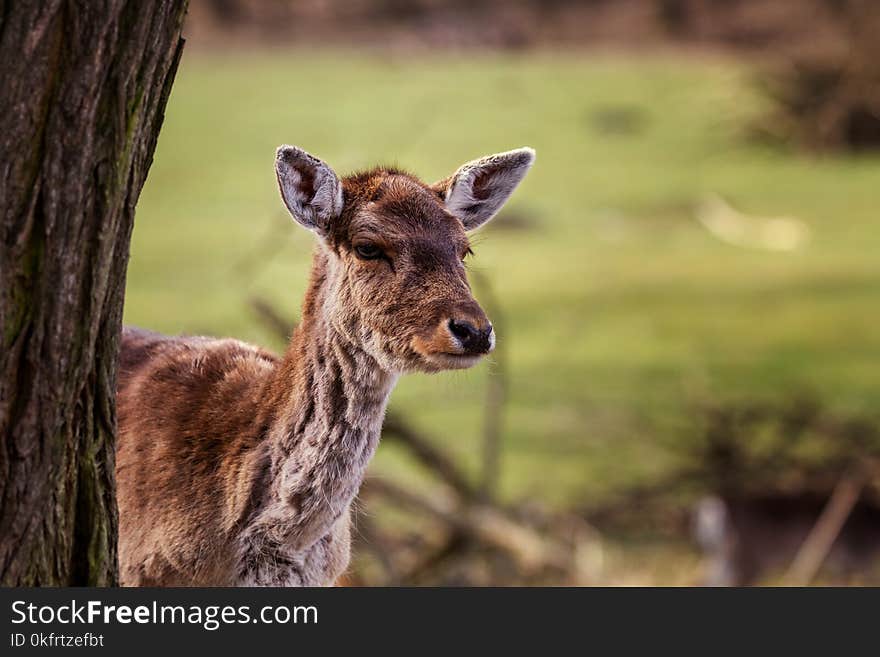 Wildlife, Fauna, Mammal, Deer