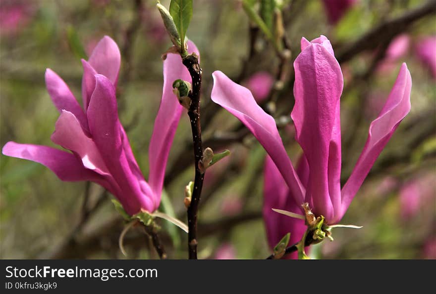 Plant, Flower, Flora, Flowering Plant