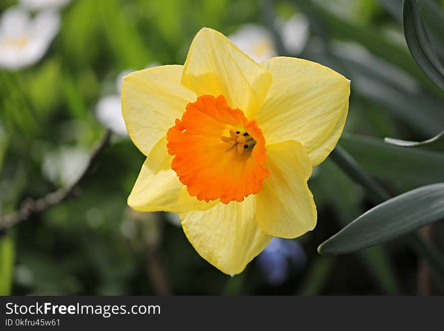 Flower, Yellow, Flowering Plant, Plant