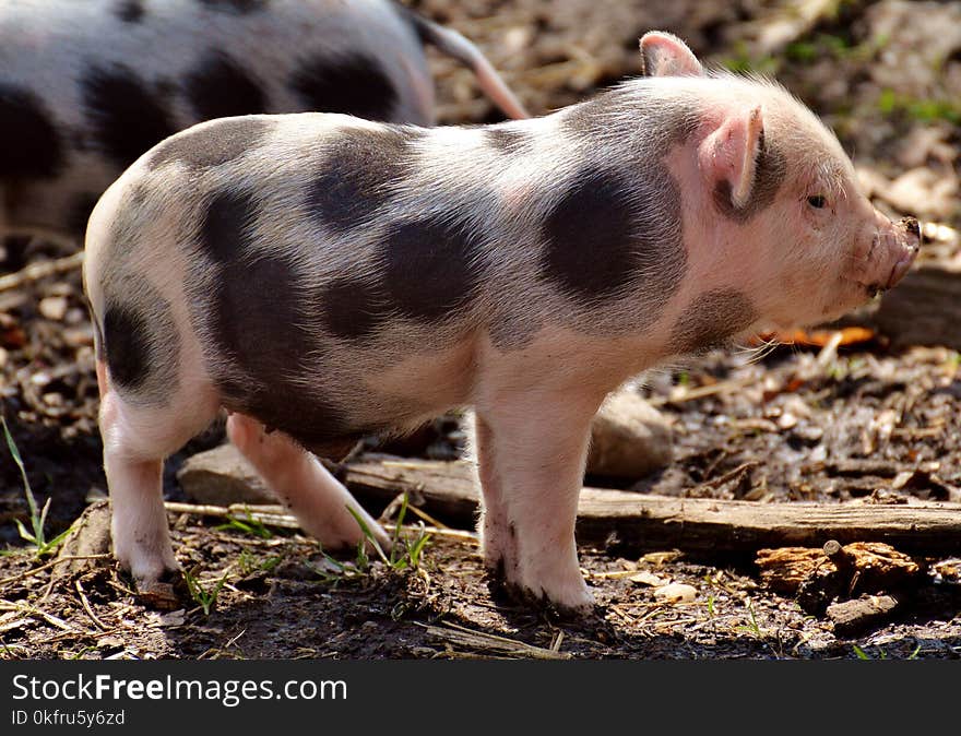 Pig Like Mammal, Domestic Pig, Pig, Mammal