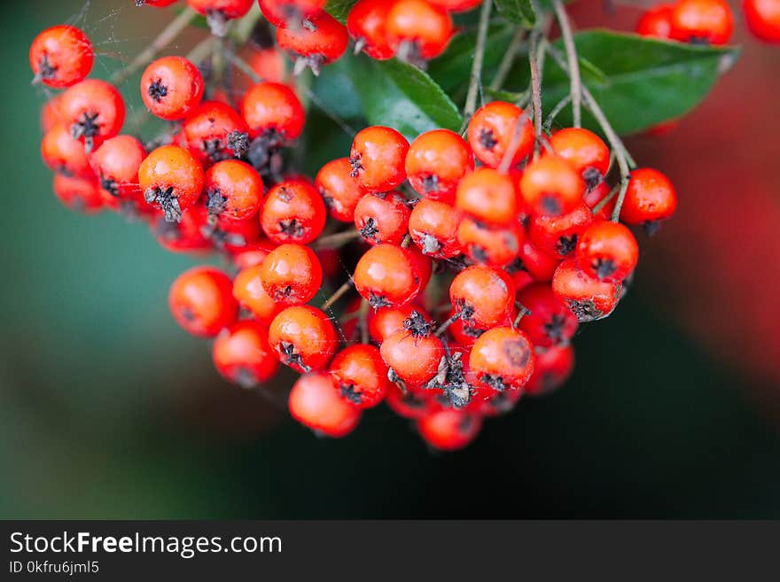 Berry, Rowan, Fruit, Close Up