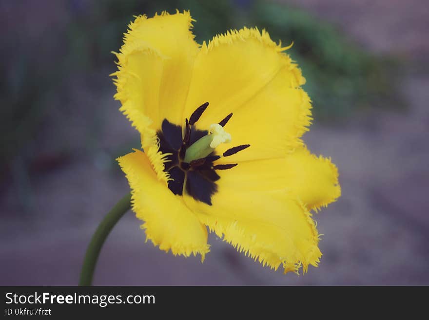 Flower, Yellow, Flowering Plant, Plant