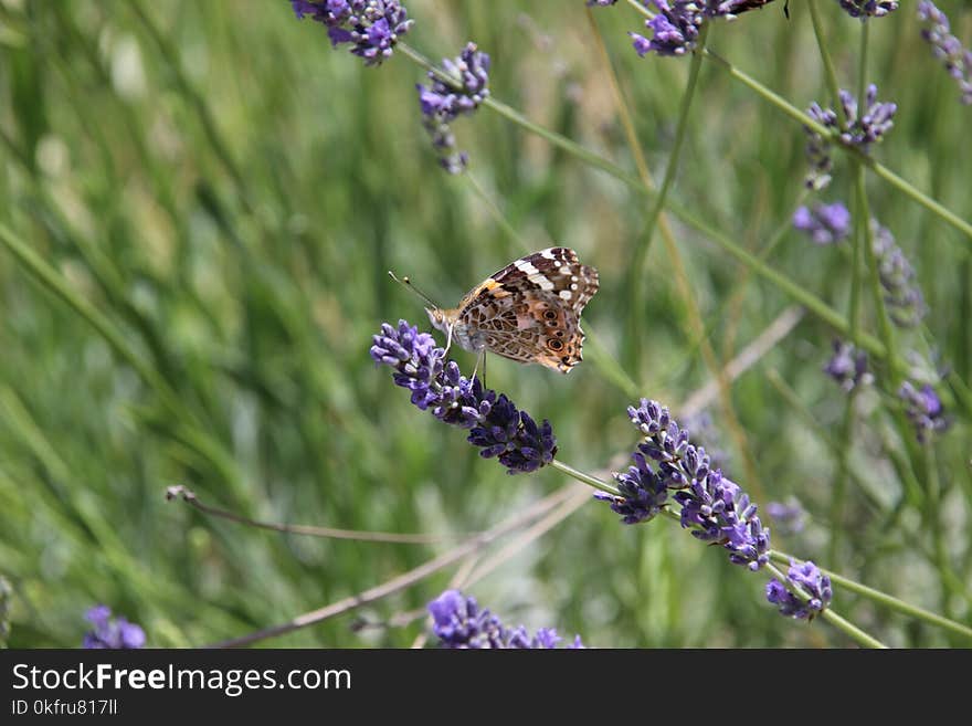 English Lavender, Lavender, Butterfly, Flower