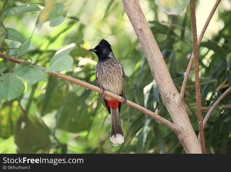 Bird, Fauna, Beak, Old World Flycatcher