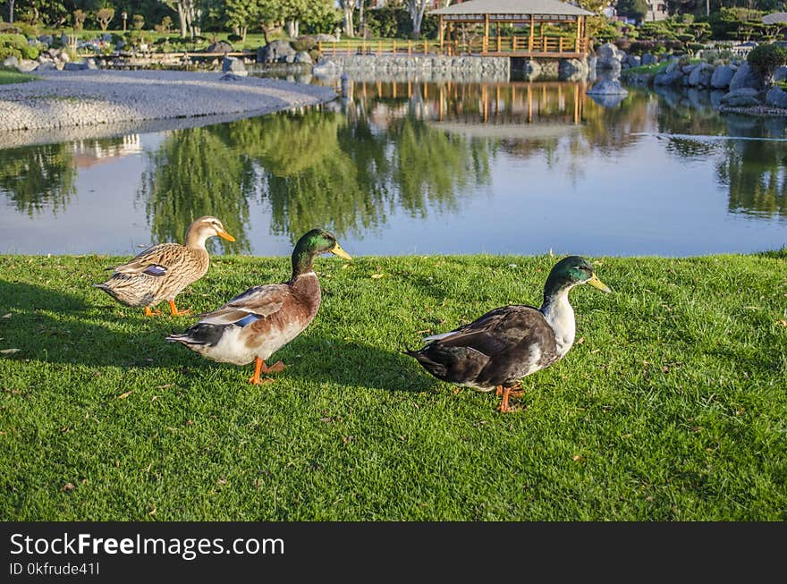 Bird, Water, Ecosystem, Duck