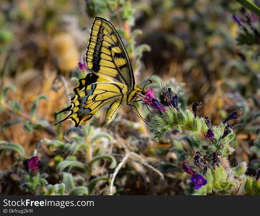 Butterfly, Moths And Butterflies, Insect, Brush Footed Butterfly