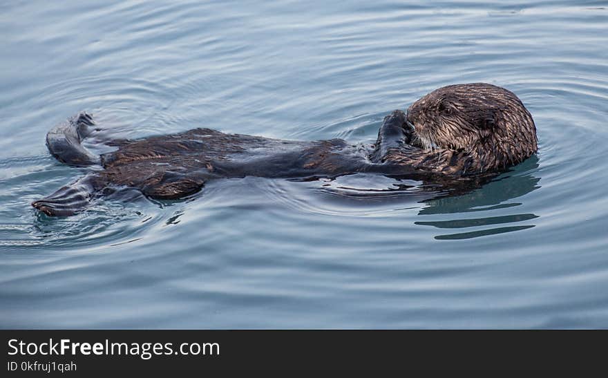 Mammal, Sea Otter, Fauna, Otter