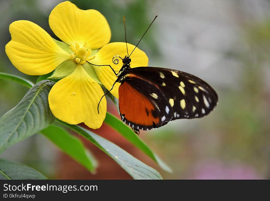 Butterfly, Moths And Butterflies, Insect, Brush Footed Butterfly