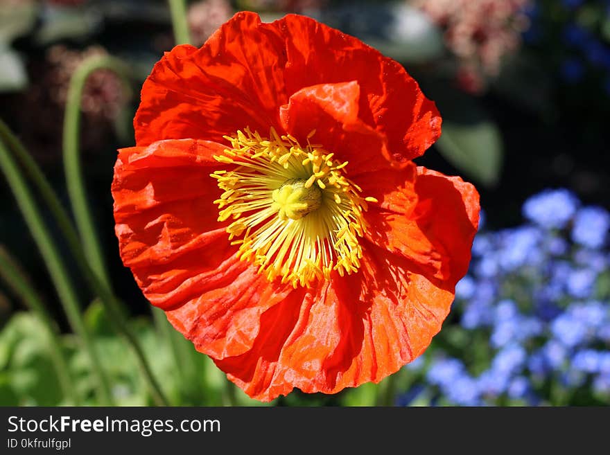 Flower, Wildflower, Poppy, Flora