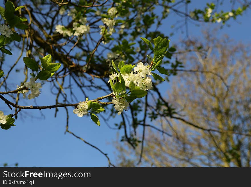 Branch, Flora, Tree, Plant