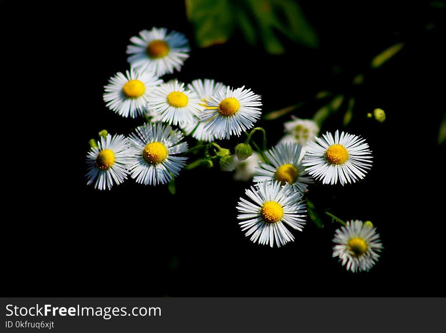 Flower, Flora, Aster, Daisy