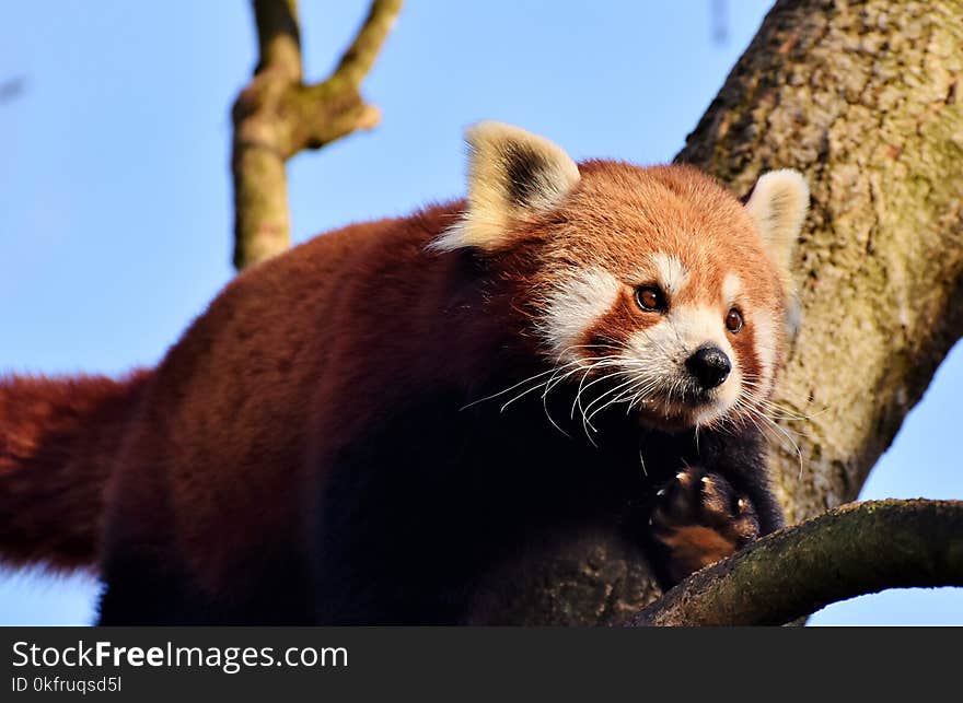 Red Panda, Mammal, Fauna, Wildlife