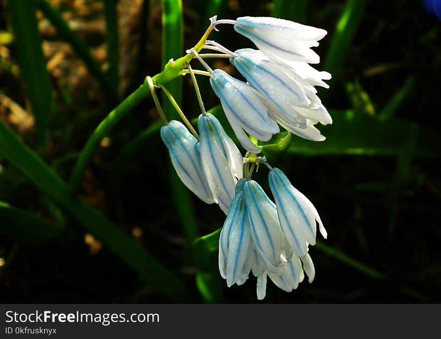 Flower, Blue, Flora, Plant